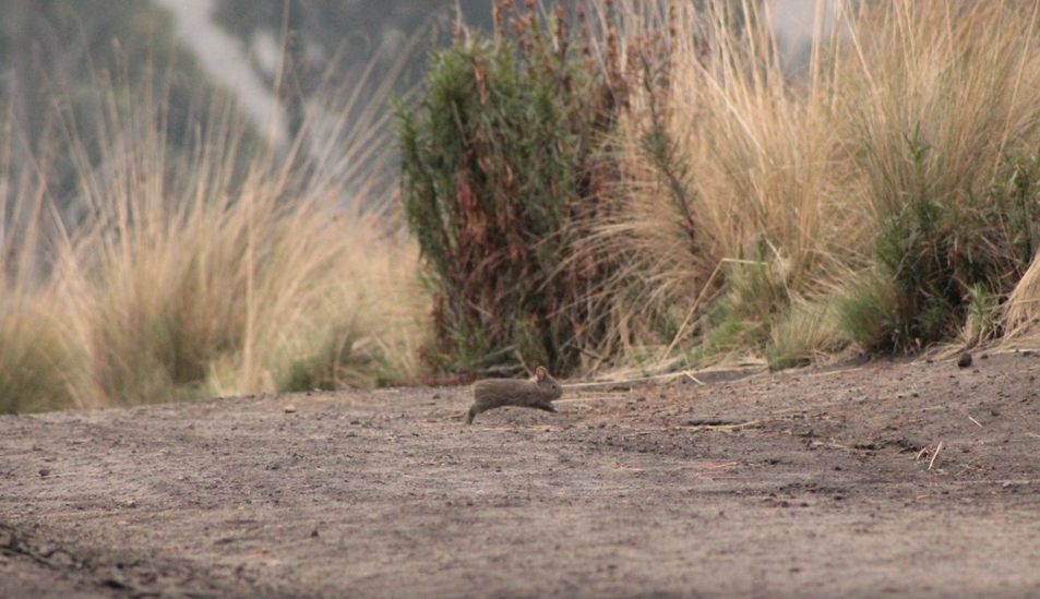 Los bosques de pinos son el hábitat esencial de este conejo endémico (Foto: SEMARNAT_mx)