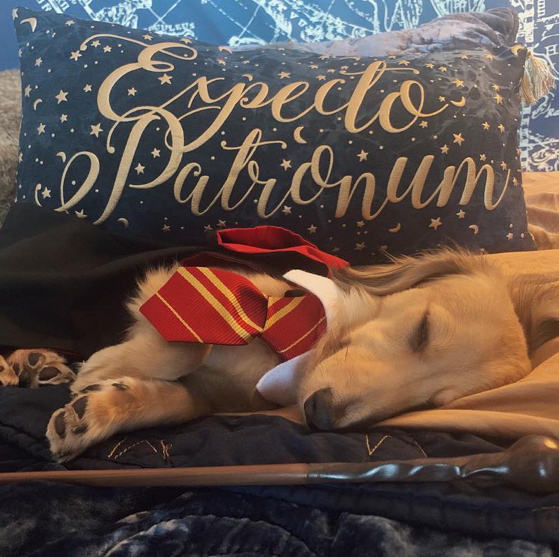 La dueña de Remus comenta que lo llevó a clases de obediencia (Foto: Instagram)