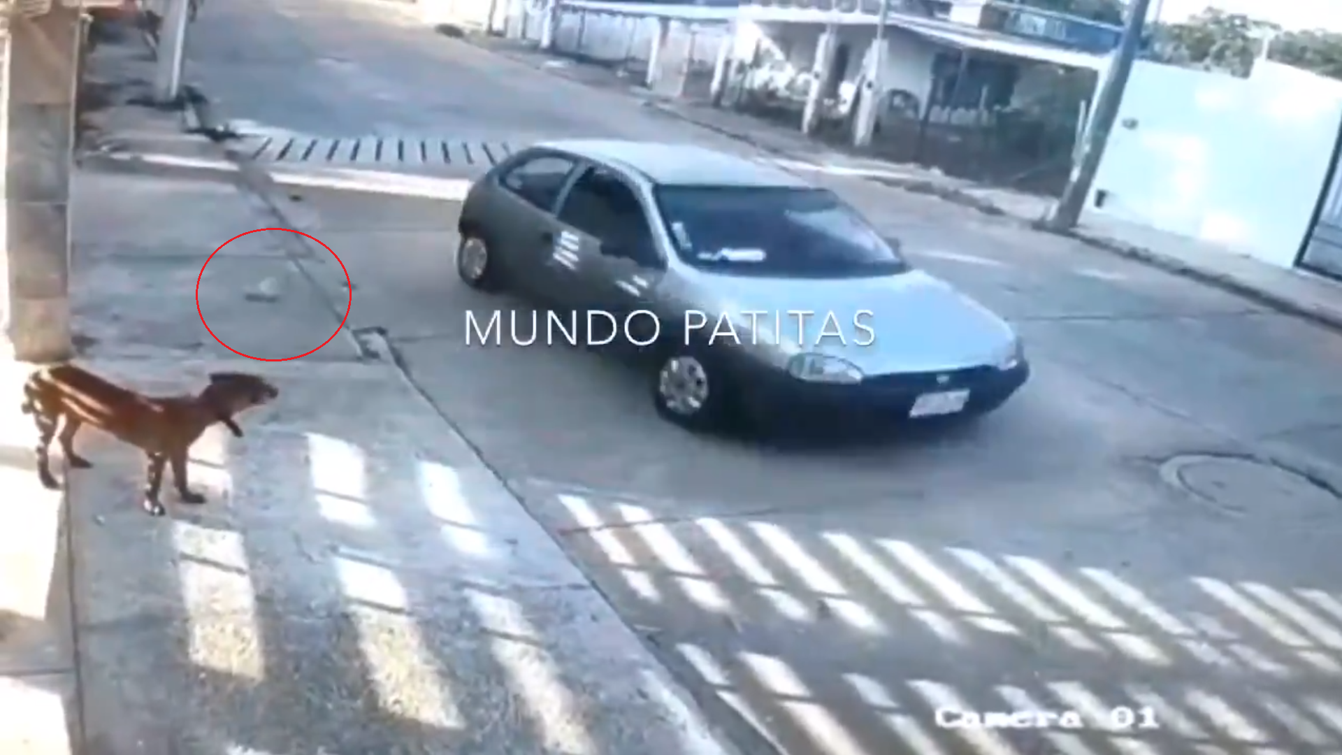 Después de realizar un cambio de sentido, el vehículo pasó junto a uno de los perros y le lanzó la bolsa con comida envenenada (Foto: Captura de pantalla @MundoPatitas)