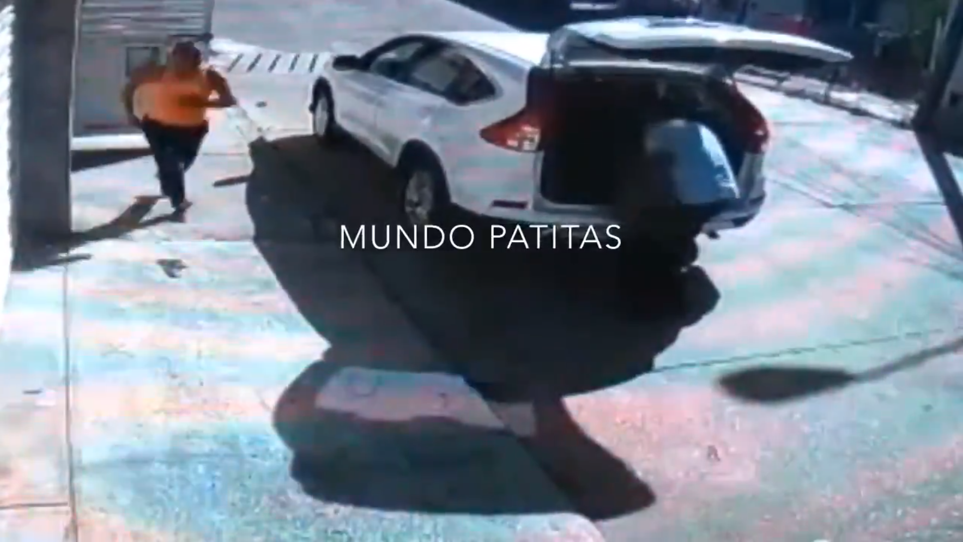 En el caso de que la familia no presente la denuncia, el fiscal de Veracruz, Andrés de la Parra, podría actuar de oficio (Video: Captura de pantalla @MundoPatitas)