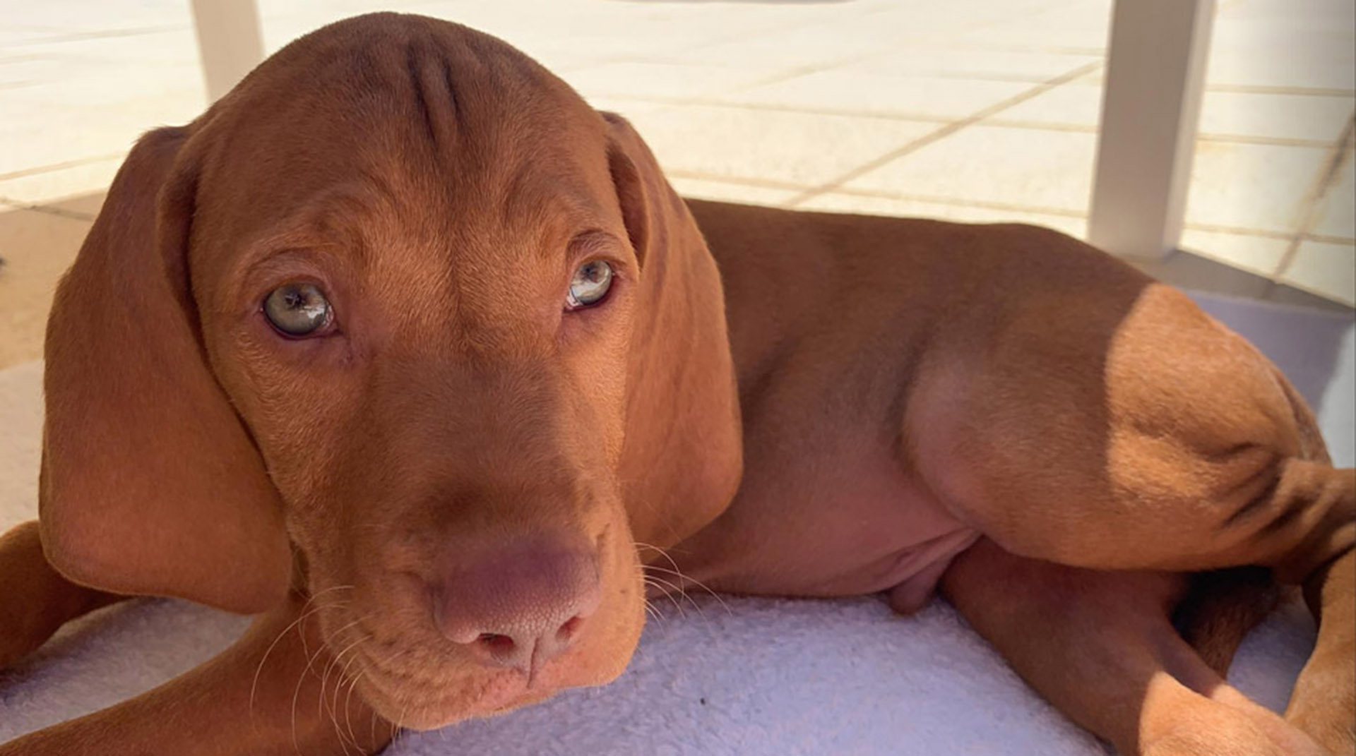 Beto, el hermoso cachorro de Susana (Fotos: Instagram)