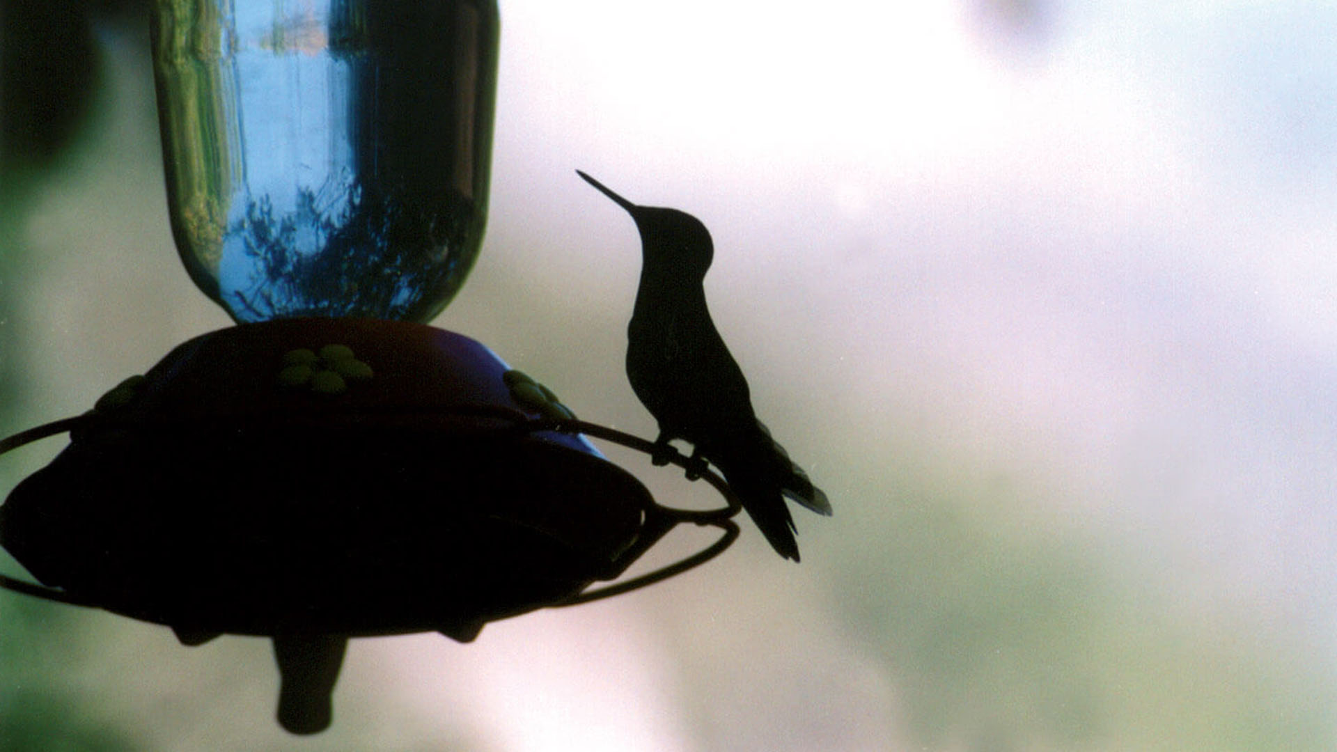 Para Inkaterra el contacto con la naturaleza es esencial en la estadía. Las cientos de especies de aves están invitadas a formar parte del viaje con dispositivos mezclados entre los viajeros