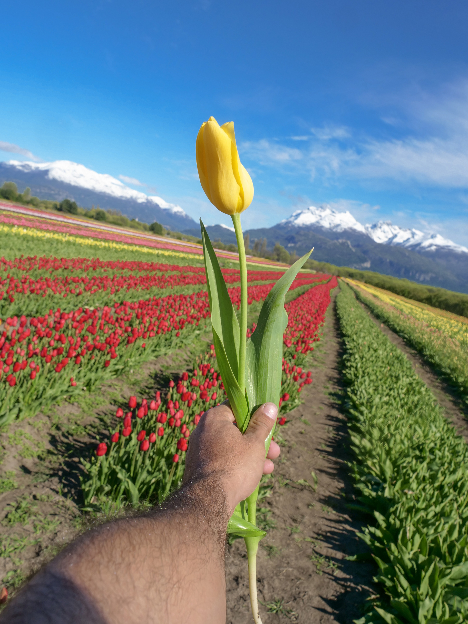 Campo de Tulipanes en Trevelin. (Tripin)