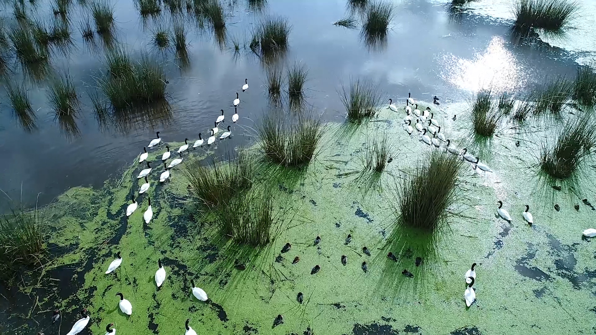 Parque Nacional Ciervo de los Pantanos: un lugar a minutos del Obelisco