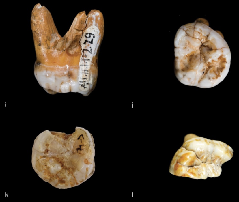 Materiales dentales hallados en las Cuevas de Denísova (Nature)