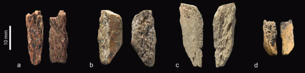 Distintos restos humanos analizados por el grupo interdisciplinario internacional (Nature)