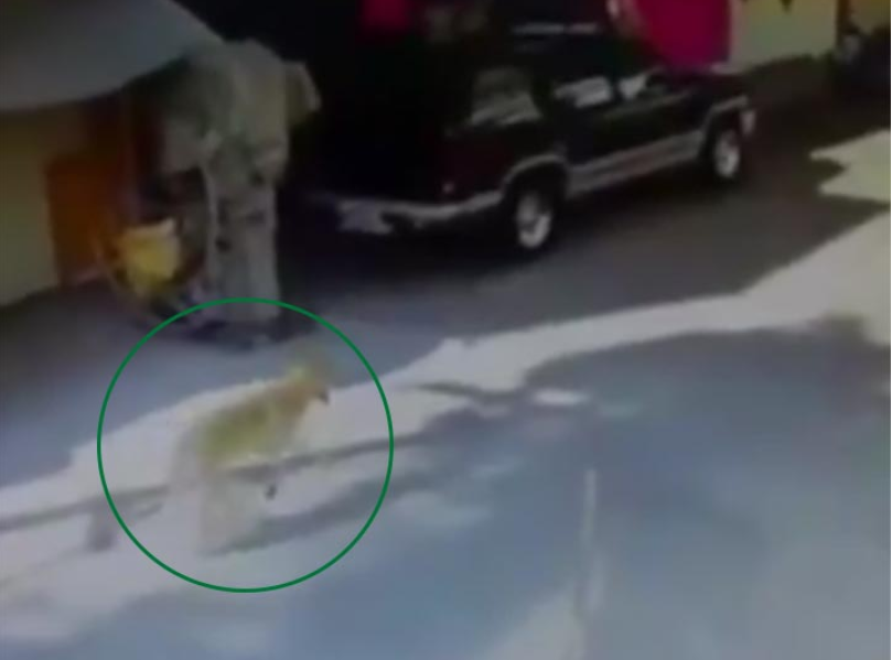 A finales de enero vecinos de San Juan de Aragón alertaron la presencia de un lobo en su comunidad (Foto: especial)