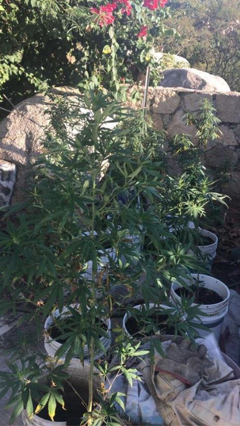 En el lugar de los hechos se encontraron plantas de marihuana (Foto: Facebook Vocero Roberto Álvarez Heredia)