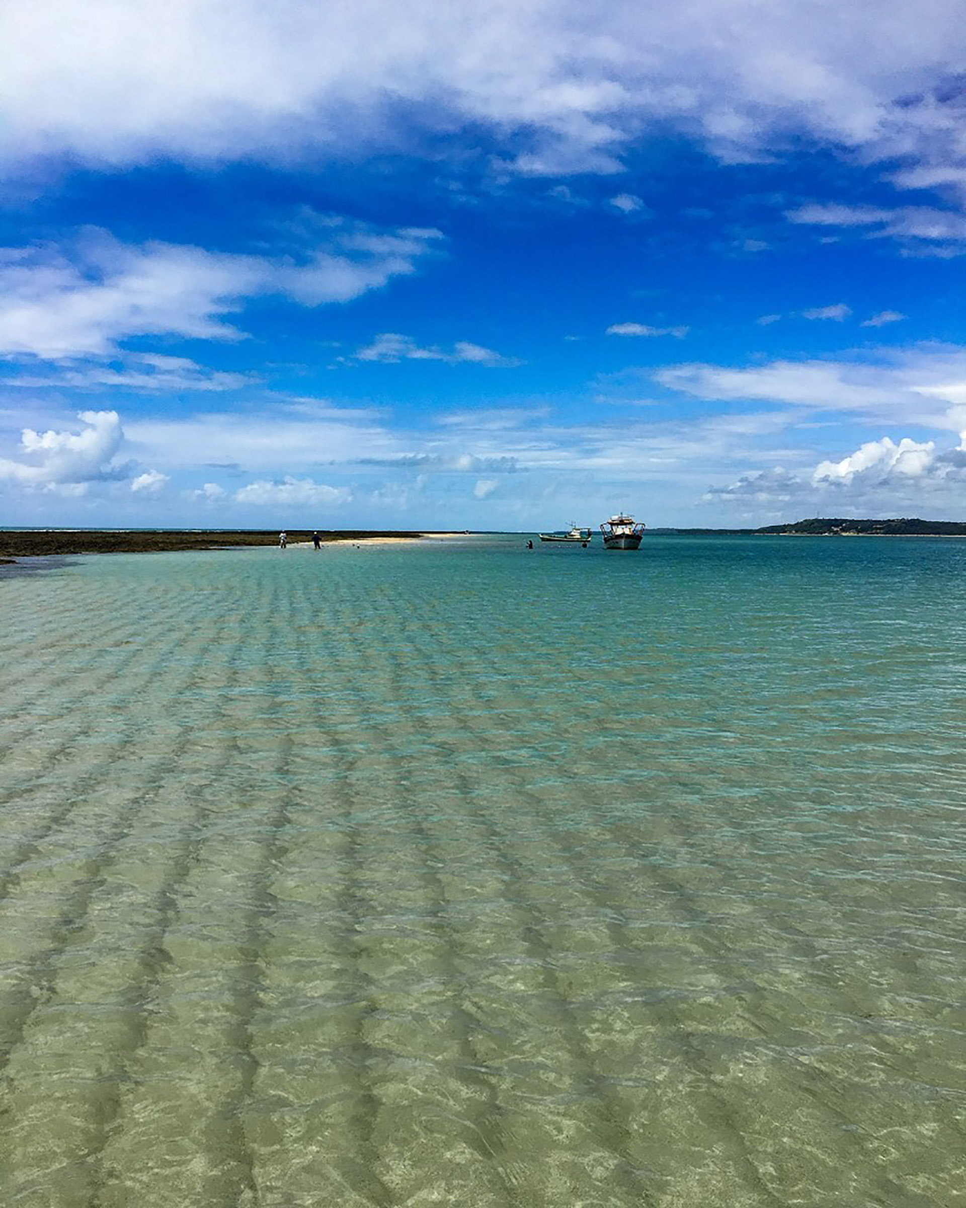 (salinasmaragogi)