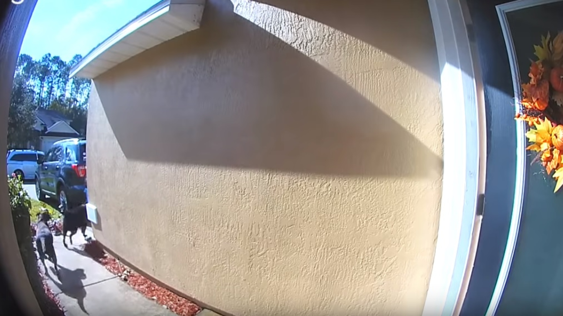 Perros le salvan la vida a su dueña al avisar a su vecina que se había desvanecido (Foto: Captura de Video)
