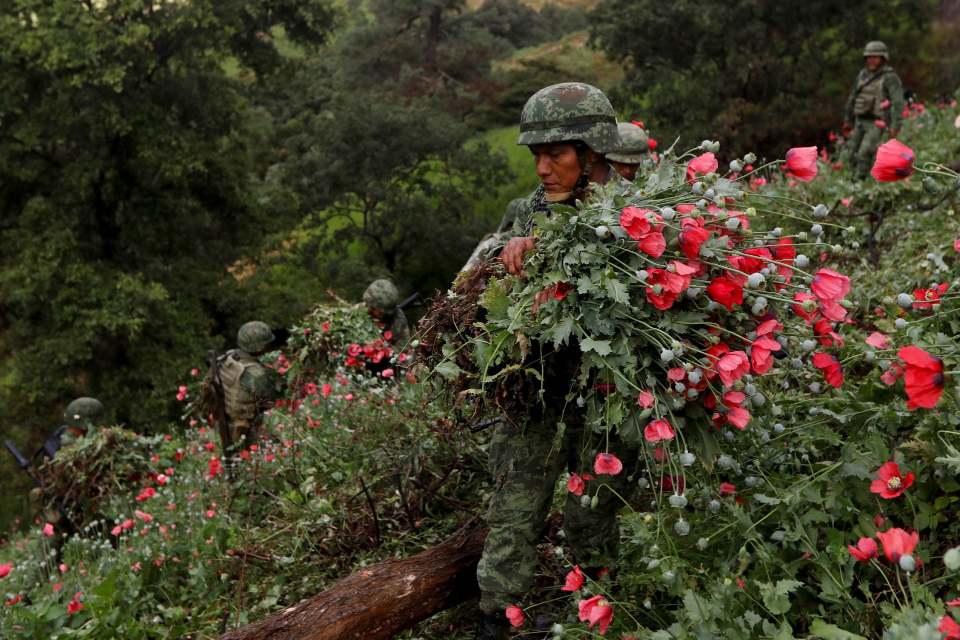 Los soldados cortan amapolas de opio mientras destruyen un campo de plantaciones ilegales en la Sierra Madre del Sur, en el estado sureño de Guerrero, México, el 25 de agosto de 2018.