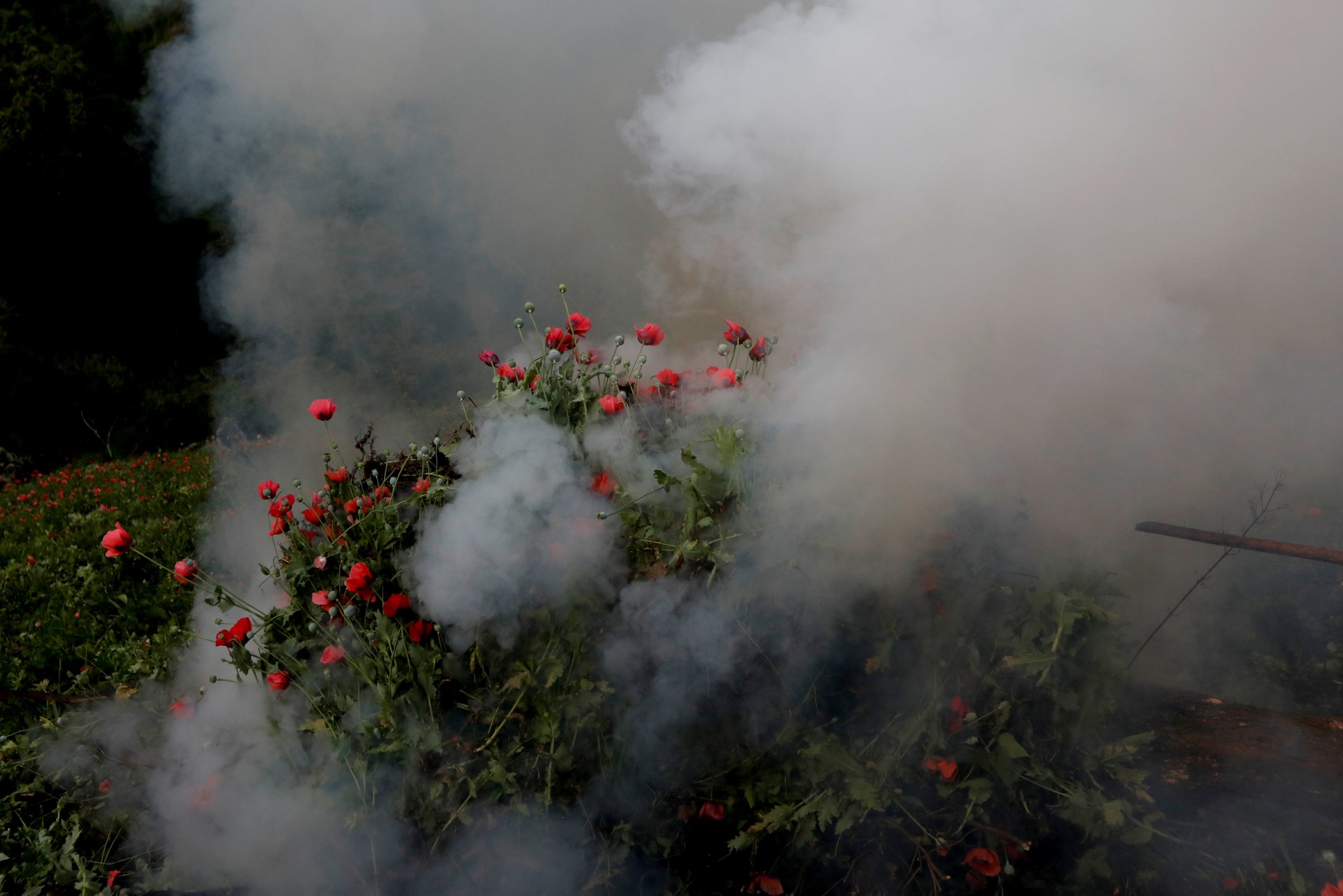 Los soldados queman una plantación ilegal de opio cerca de Pueblo Viejo en la Sierra Madre del Sur, en el estado sureño de Guerrero, México, el 25 de agosto de 2018.
