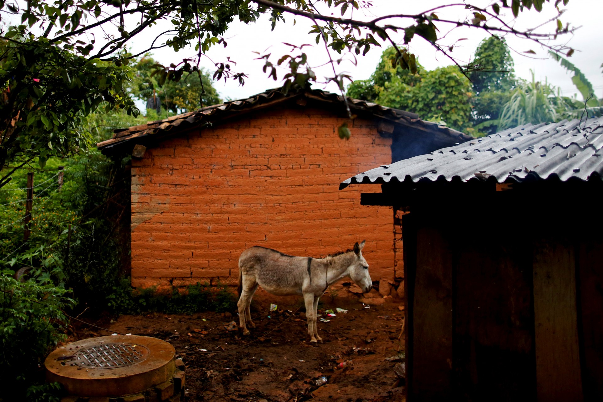 Un burro se para frente a la casa de un residente local en Juquila Yucucani, en la Sierra Madre del Sur, en el estado sureño de Guerrero, México, 17 de agosto de 2018.
