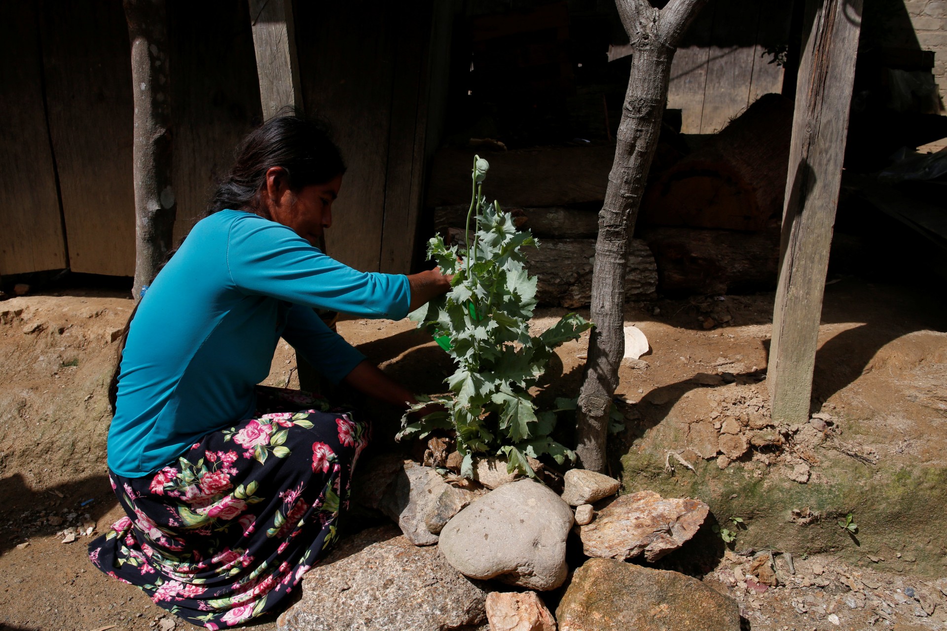 Una mujer atiende su planta de adormidera afuera de su casa en Juquila Yucucani, en la Sierra Madre del Sur, en el estado sureño de Guerrero, México, 18 de agosto de 2018.