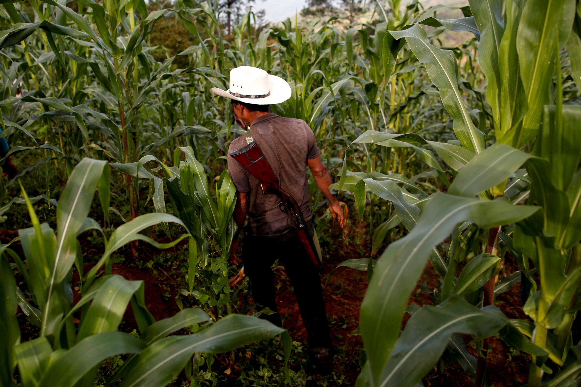 El agricultor de adormidera Francisco Santiago Clemente camina con su arma en la espalda en un campo de maíz en Juquila Yucucani en la Sierra Madre del Sur, en el estado sureño de Guerrero, México, 18 de agosto de 2018.