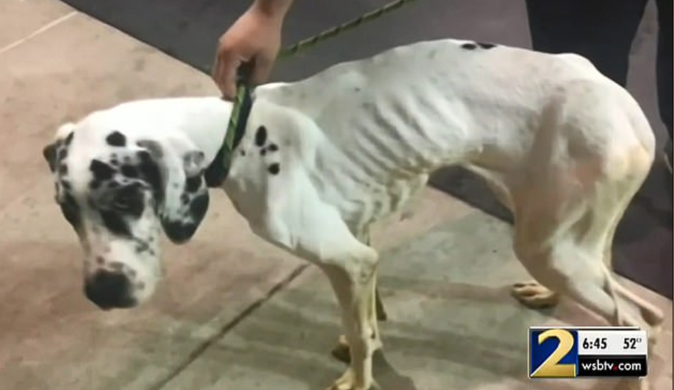 Abigail Eastburn mostró a la cadena local WSBTV el estado de su perro cuando abandonó el centro (Foto: WSBTV)