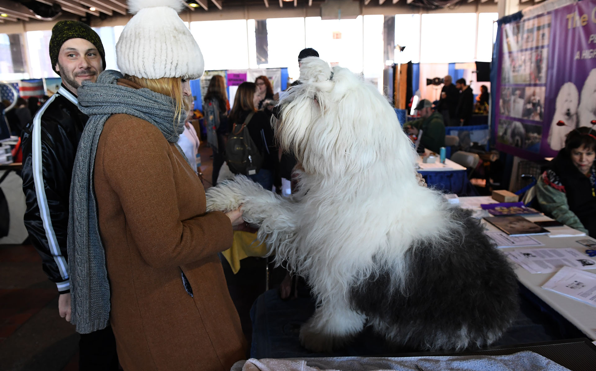 An Old English Sheep dog during the 10th Annual Meet the Breeds event as the The American Kennel Club and Westminster Kennel Club present Meet & Compete on February 9, 2019, at Piers 92 and 94 in New York. (Photo by TIMOTHY A. CLARY / AFP)