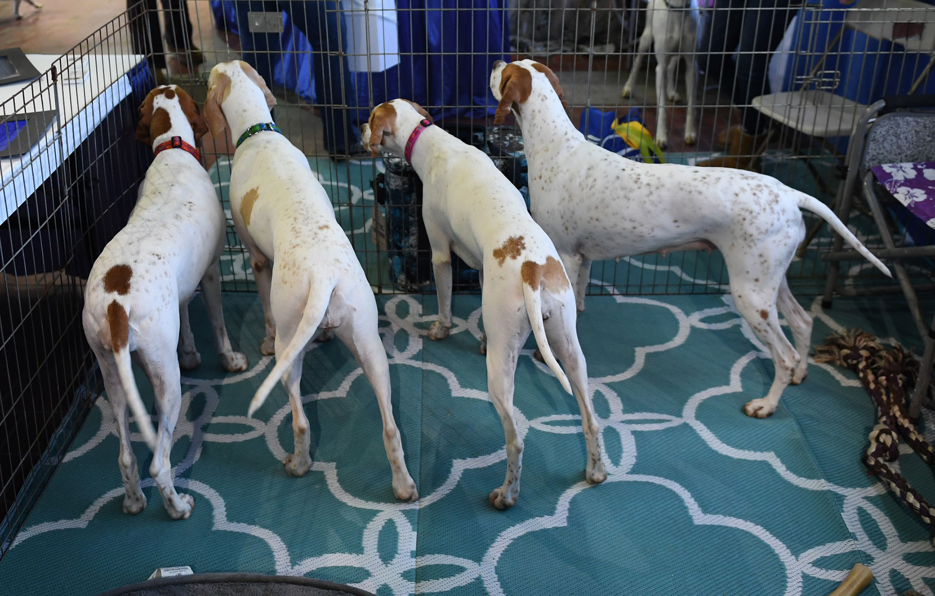 El evento “Meet the Breeds” reunió a todo tipo de razas