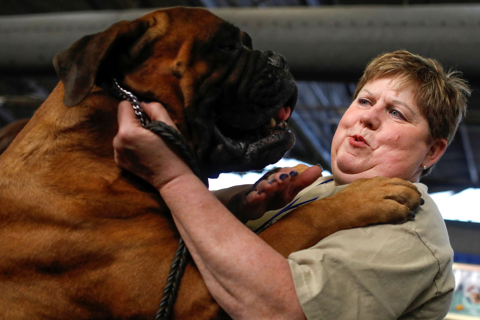 Sherry Boldt trata de controlar a Marshall, su amado bullmastiff