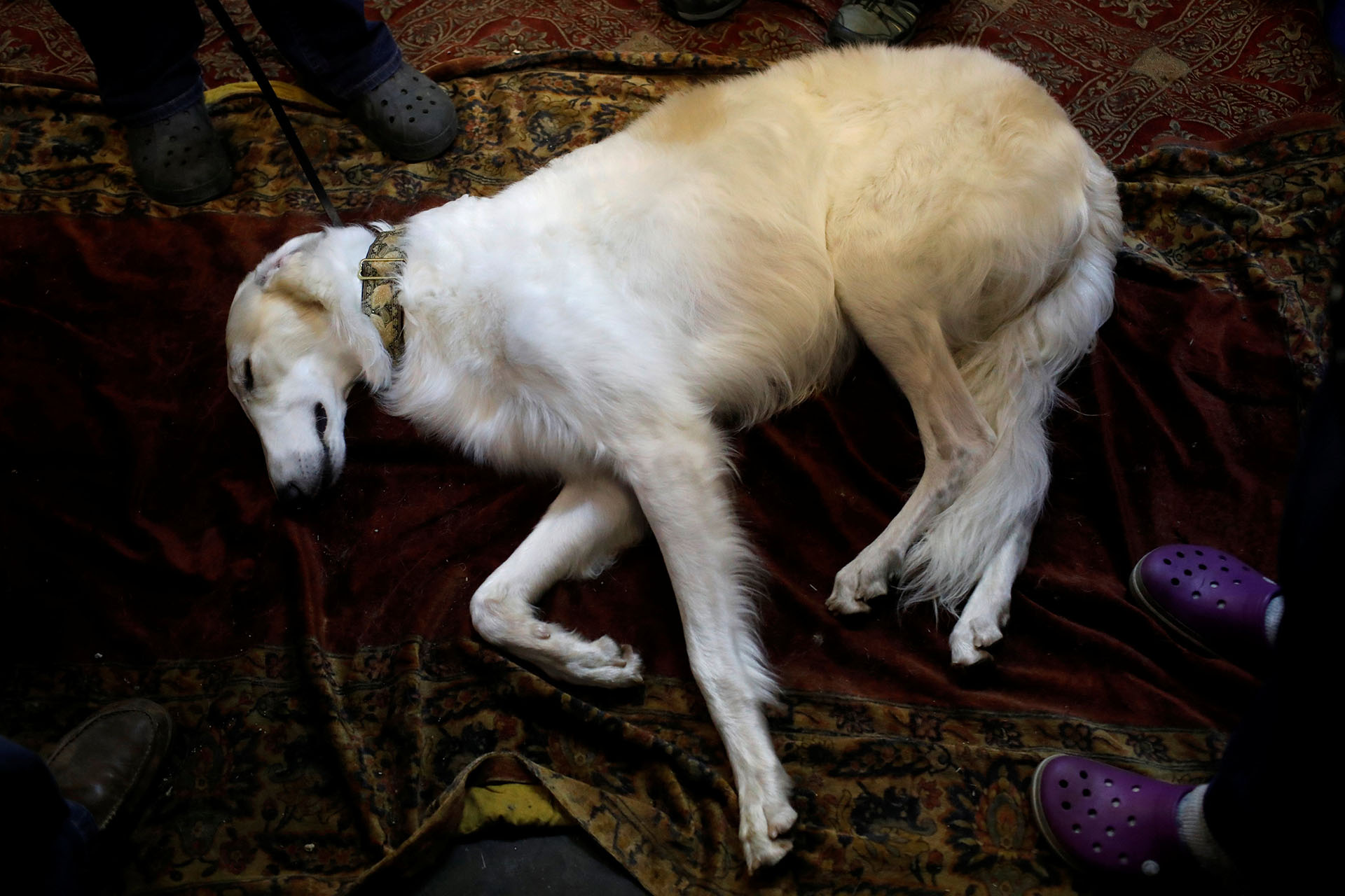 Un borzoi llamado Puffin duerme en una alfombra, entre tanta agitación