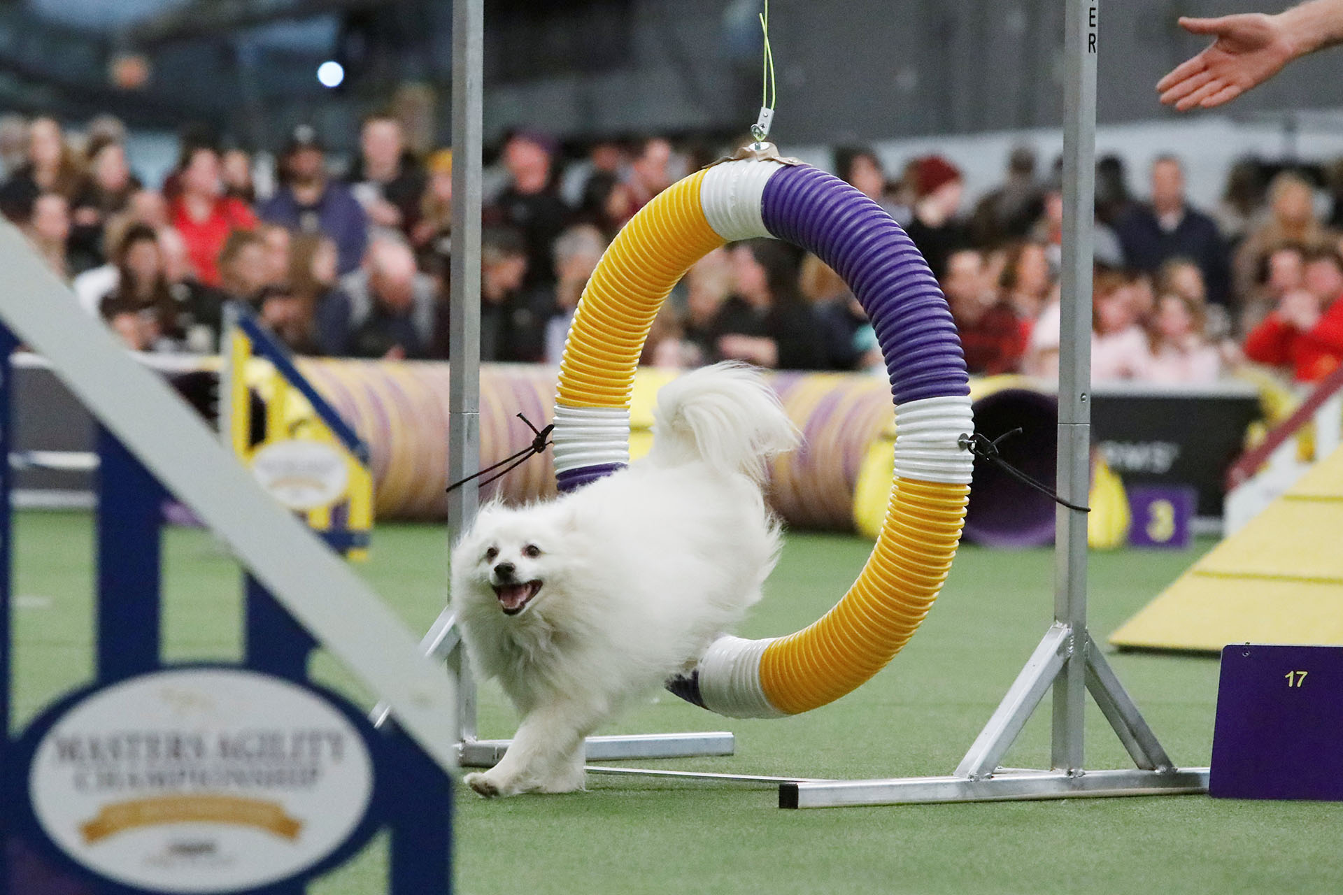 Un ejemplar de esquimal americano compite en la carrera de agilidad