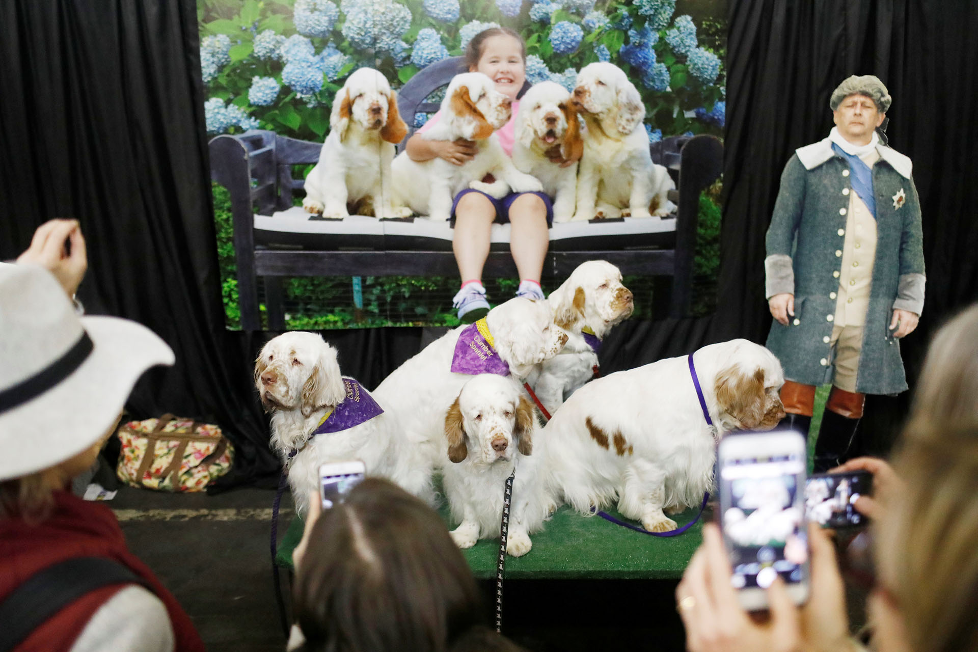 Visitantes se toman fotos con un grupo de Clumber Spaniels