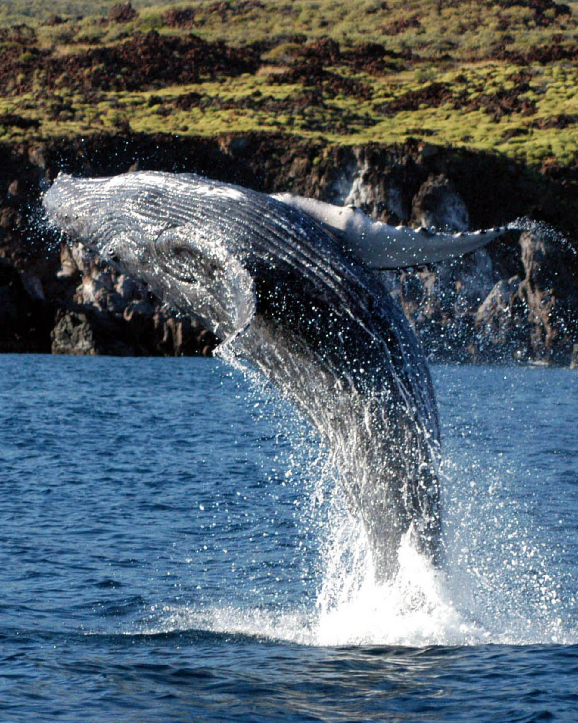 Las ballenas son símbolo del turismo en varias zonas de México (Tomada de dgcs.unam.mx)