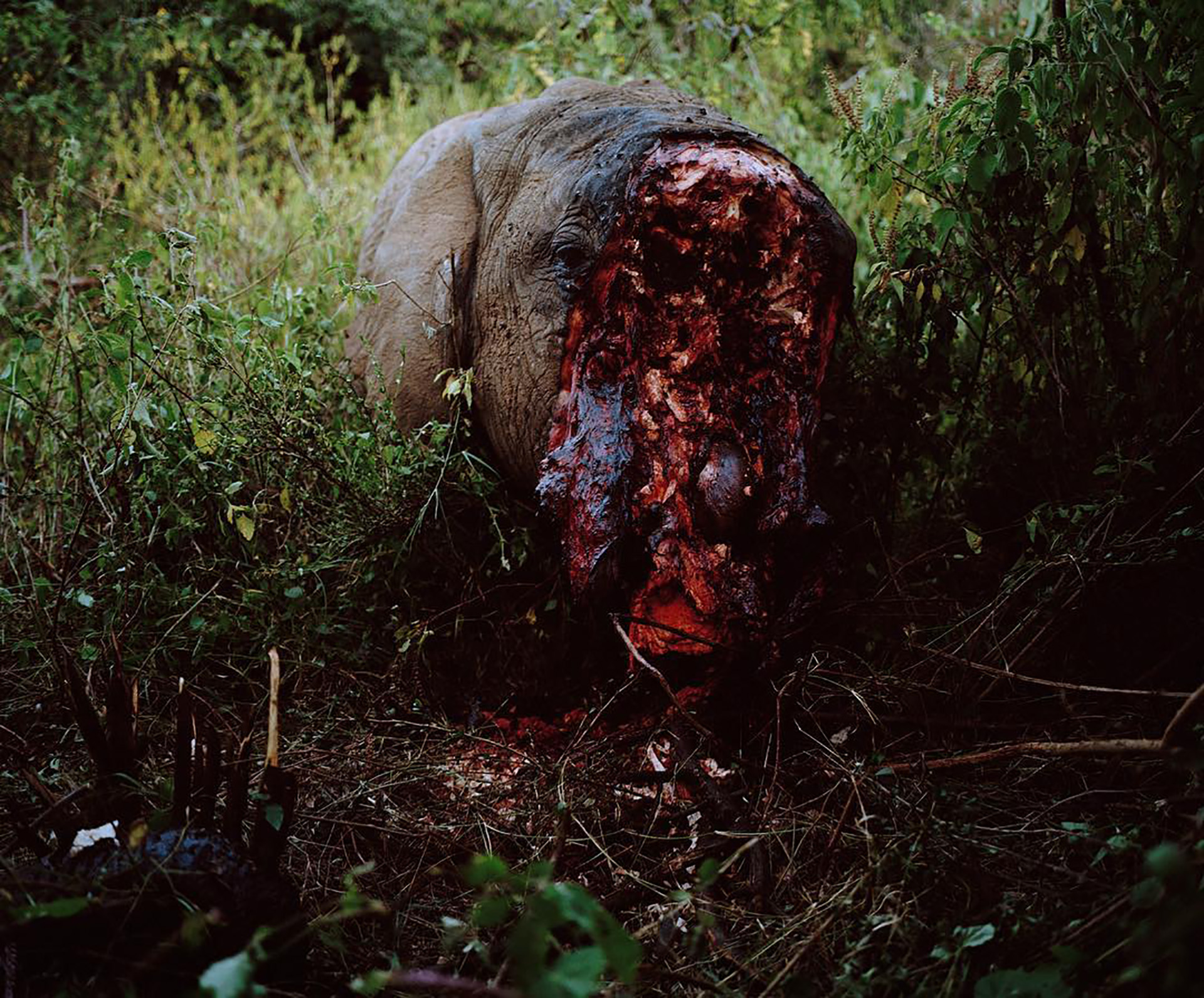 La impactante imagen del elefante asesinado por cazadores en Kenia (@chancellordavid)