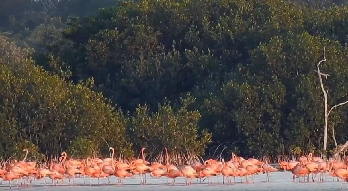 El científico de la UNAM explica que no es sencillo observar las aves con binoculares debido a que los animales se mueven constantemente (Foto: YouTube UNAM)