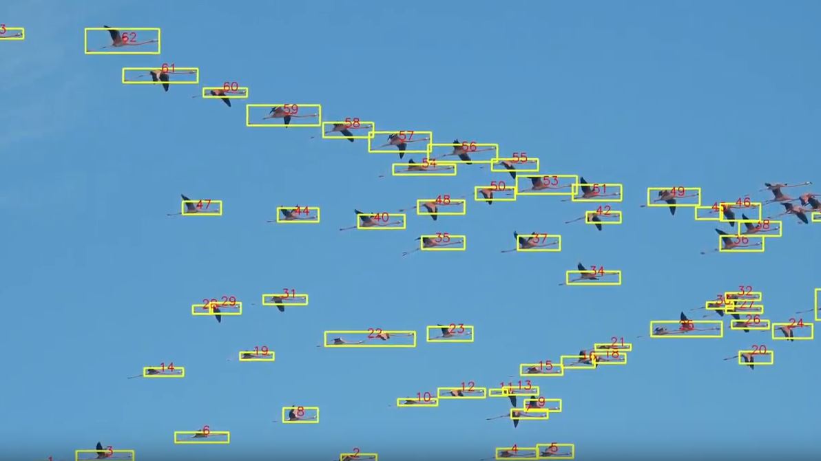 Los números automatizados de FlaminGo! siempre fueron más certeros y hasta un cuatro mil por ciento más rápidos (Foto: YouTube UNAM)