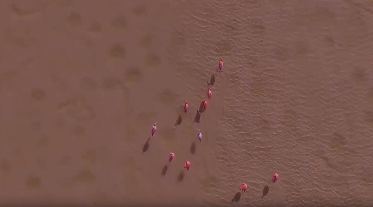 Los flamencos no son rosados de nacimiento, en realidad son blancos pero adquieren esa tonalidad por ingerir grandes cantidades de algas microscópicas ricas en carotenoides (Foto: YouTube UNAM)