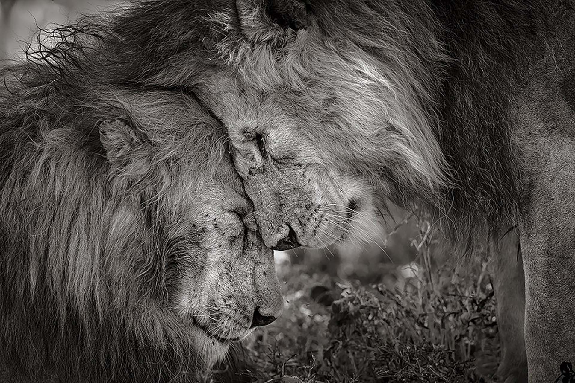 ‘Vínculo de hermanos’: Dos leones machos adultos se saludan frotando sus caras. La fotografía fue tomada en Tanzania por David Lloyd