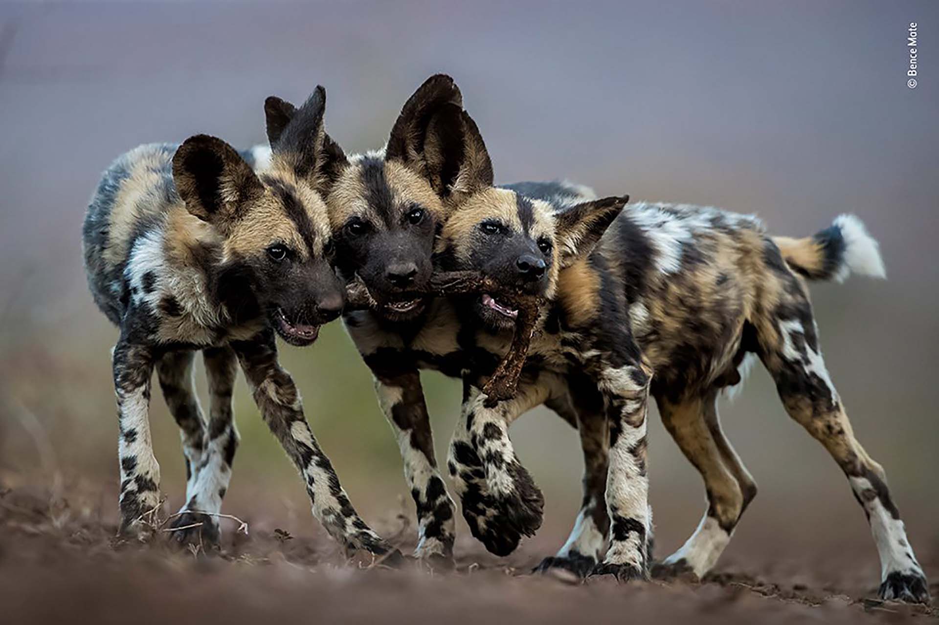 ‘Un juguete, tres perros’: A pesar de que los perros salvajes adultos africanos son asesinos despiadados, sus cachorros son muy juguetones. Bence Mate fotografió a estos hermanos en Sudáfrica