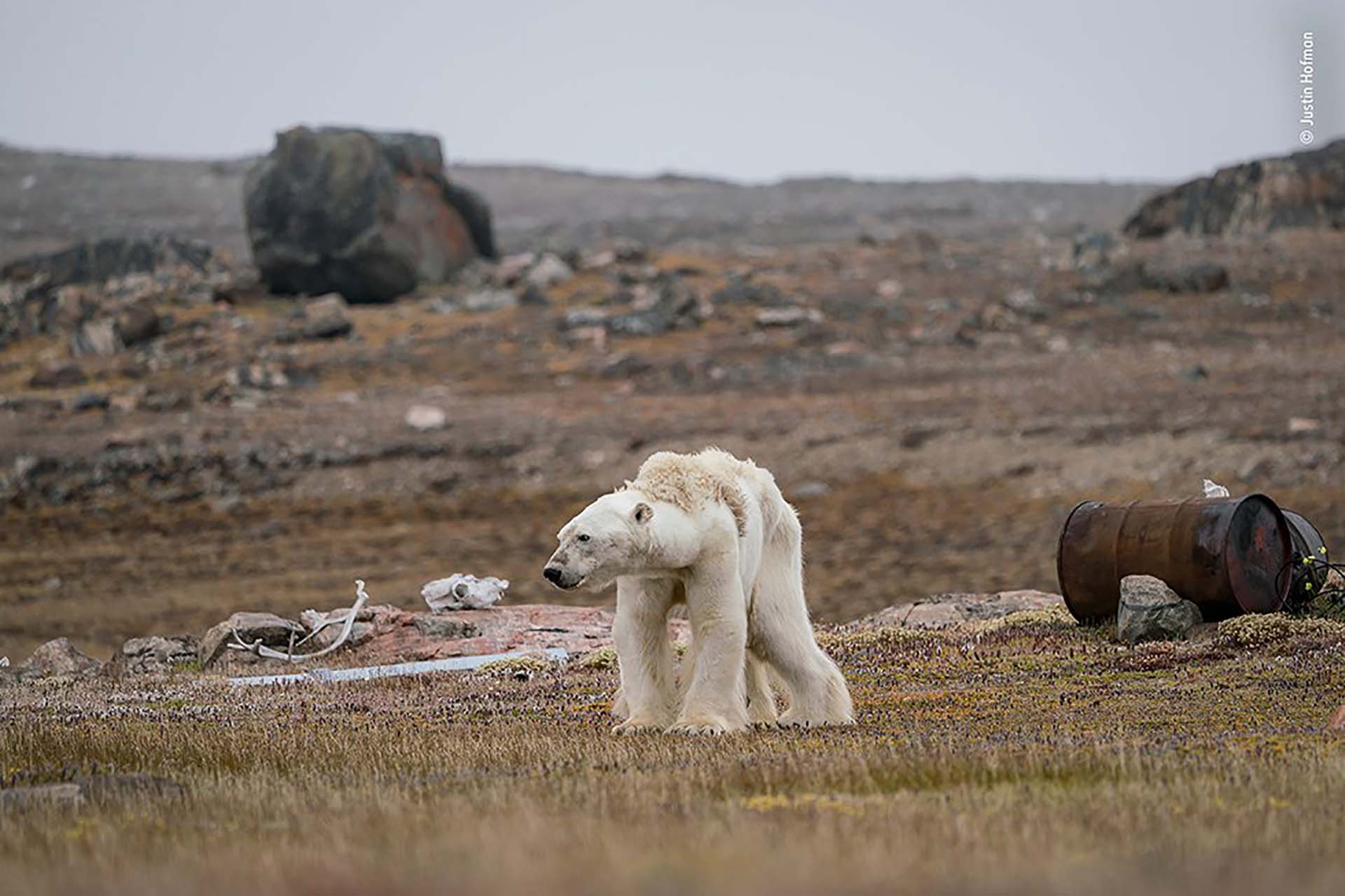 ‘La lucha de un oso polar’: Un oso polar hambriento en un campamento de cazadores abandonado, en el Ártico canadiense, se pone de pie con esfuerzo. La imagen es de Justin Hofman