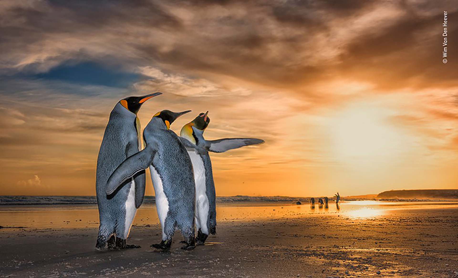 ‘Tres reyes’: Wim Von Den Heever se encontró con estos pingüinos rey en una playa en las Islas Malvinas al amanecer. Estaban atrapados en un fascinante comportamiento de apareamiento: los dos machos se movían constantemente alrededor de la hembra usando sus aletas para defenderse del otro