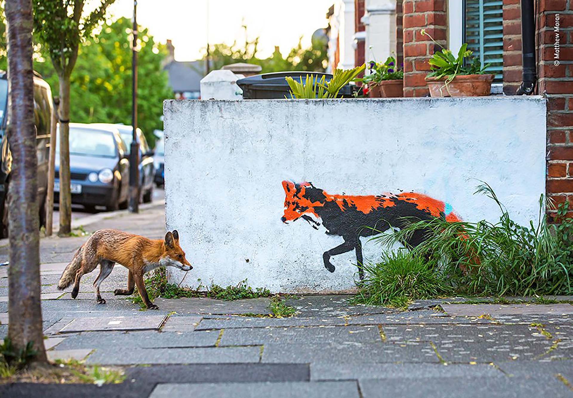 ‘Zorro se encuentra con zorro’: Matthew Maran ha estado fotografiando zorros cerca de su hogar en el norte de Londres durante más de un año y desde entonces, al ver este arte callejero, había soñado con capturar esta imagen
