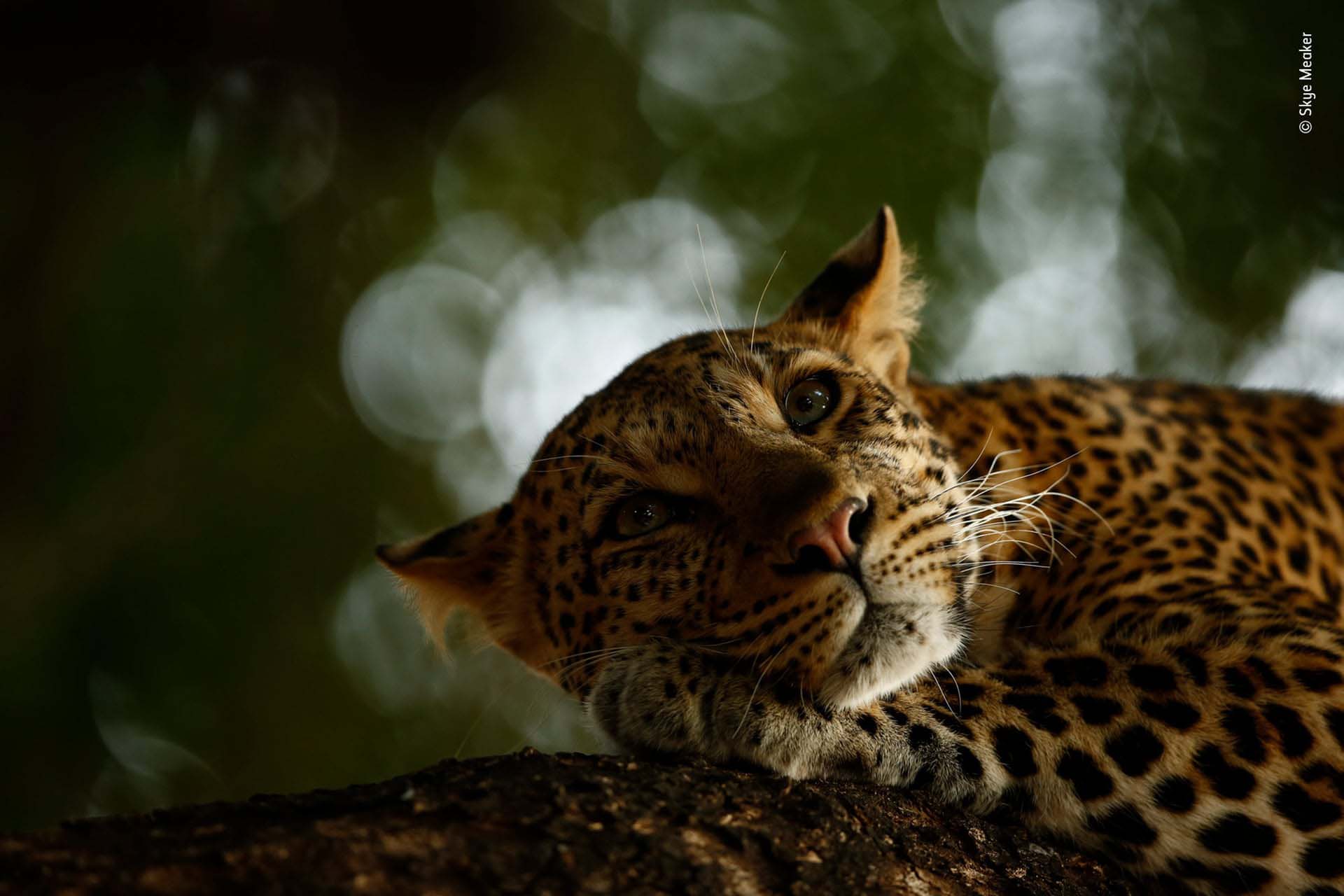 ‘Leopardo descansando’: los leopardos de la Reserva de Caza de Mashatu son difíciles de fotografiar. Pero esta vez Skye Meaker tuvo suerte. Después de rastrear a estos felinos durante unas horas, se encontró con Mathoja, una hembra muy conocida. En un momento fugaz, justo antes de que se echara a dormir, capturó una imagen serena de esta majestuosa criatura