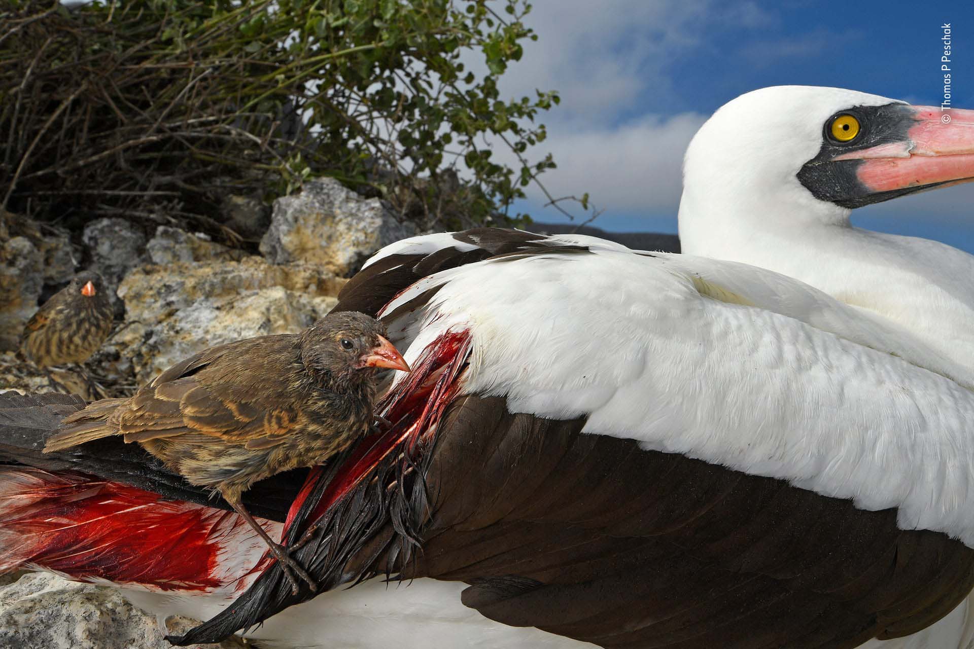 ‘Sed de sangre’: Mientras trabajaba en una historia sobre el cambio climático, Thomas P Peschak consiguió un raro permiso para aterrizar en la Isla Wolf, una parte remota de las Islas Galápagos. Trepando sobre rocas sueltas para llegar a esta meseta, divisó una escena extraña: era un pinzón de tierra de pico afilado picoteando en las plumas de vuelo de un piquero de Nazca. Con las escasas alternativas alimenticias, había recurrido a beber sangre para sobrevivir