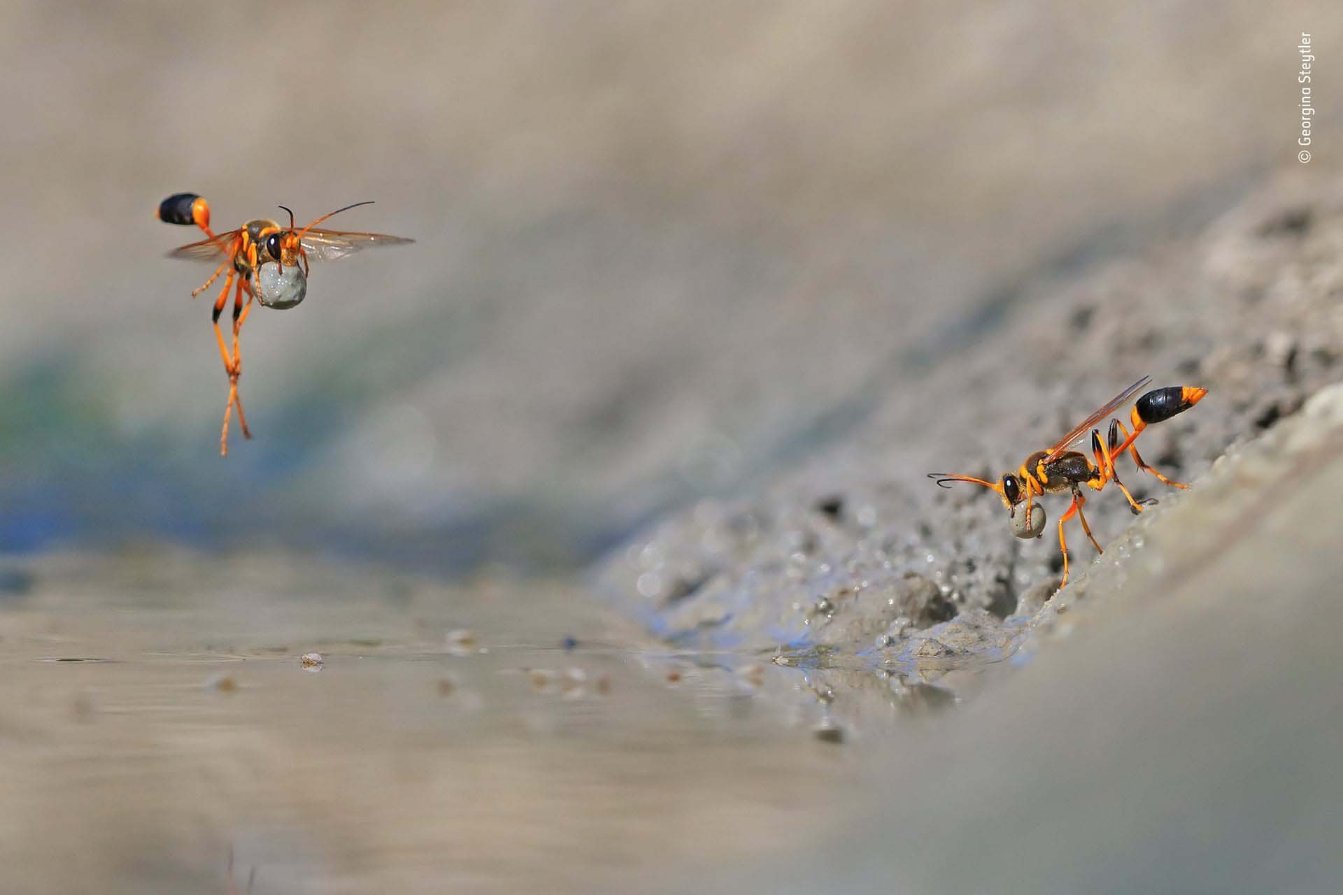 ‘Mud-Rolling Mud-Dauber’: Georgina Steytler acudió temprano al pozo de agua para fotografiar aves, pero su atención se desvió a estas laboriosas avispas. Estaban ocupadas en la orilla del agua, enrollando el suave lodo en bolas y llevándolos a sus nidos cercanos. Para tener un buen ángulo, se tendió en el lodo, luego se concentró en una posible ruta de vuelo y comenzó a disparar continuamente