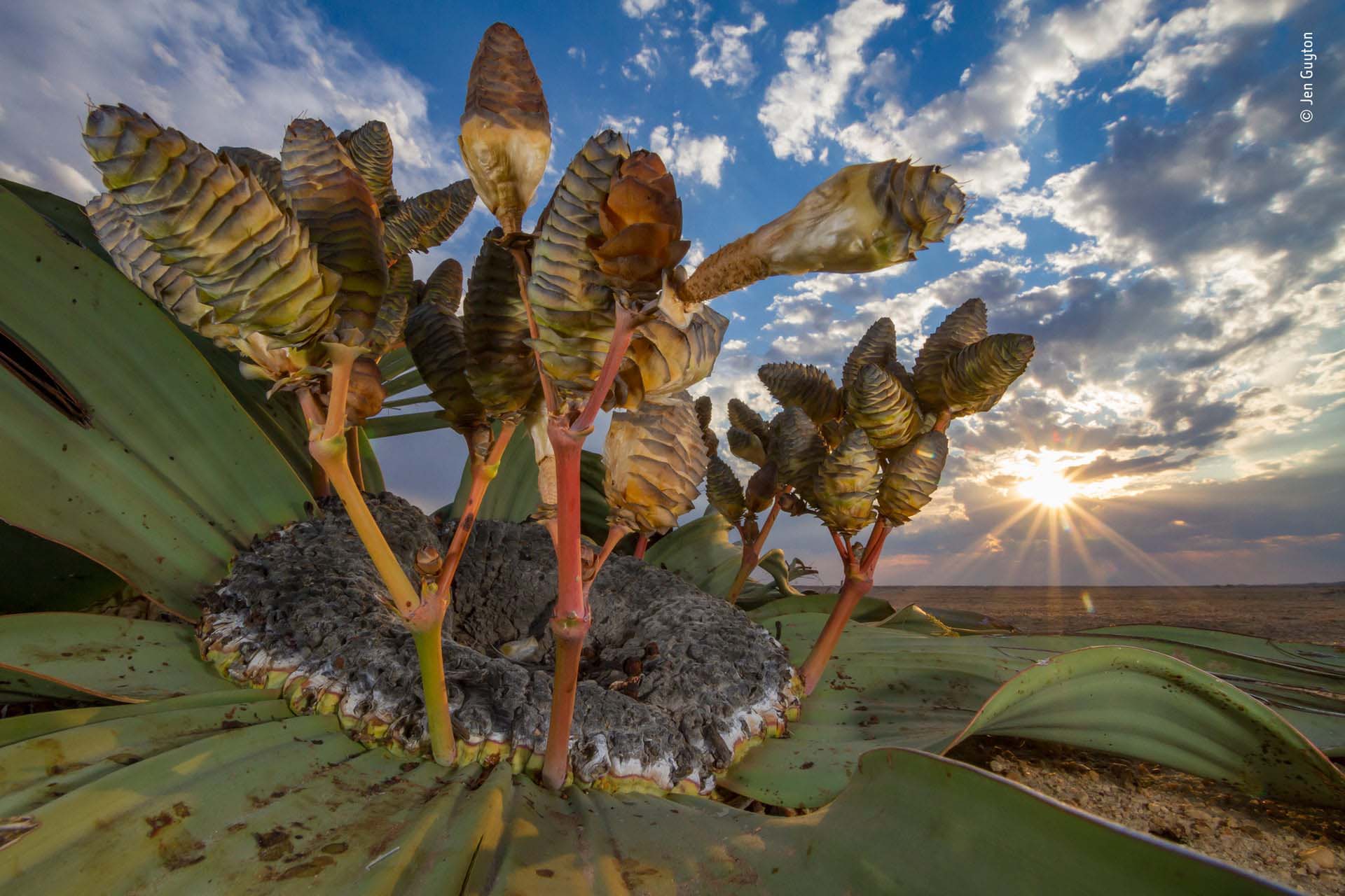 ‘Reliquia del desierto’: Jen Guyton había caminado todo el día por el desierto de Namib buscando la planta perfecta para fotografiar antes de finalmente detectar a este sujeto de hojas irregulares. Adoptando un ángulo bajo y amplio, captó la arquitectura y los tonos vibrantes de la planta contra el paisaje justo cuando el sol se ponía