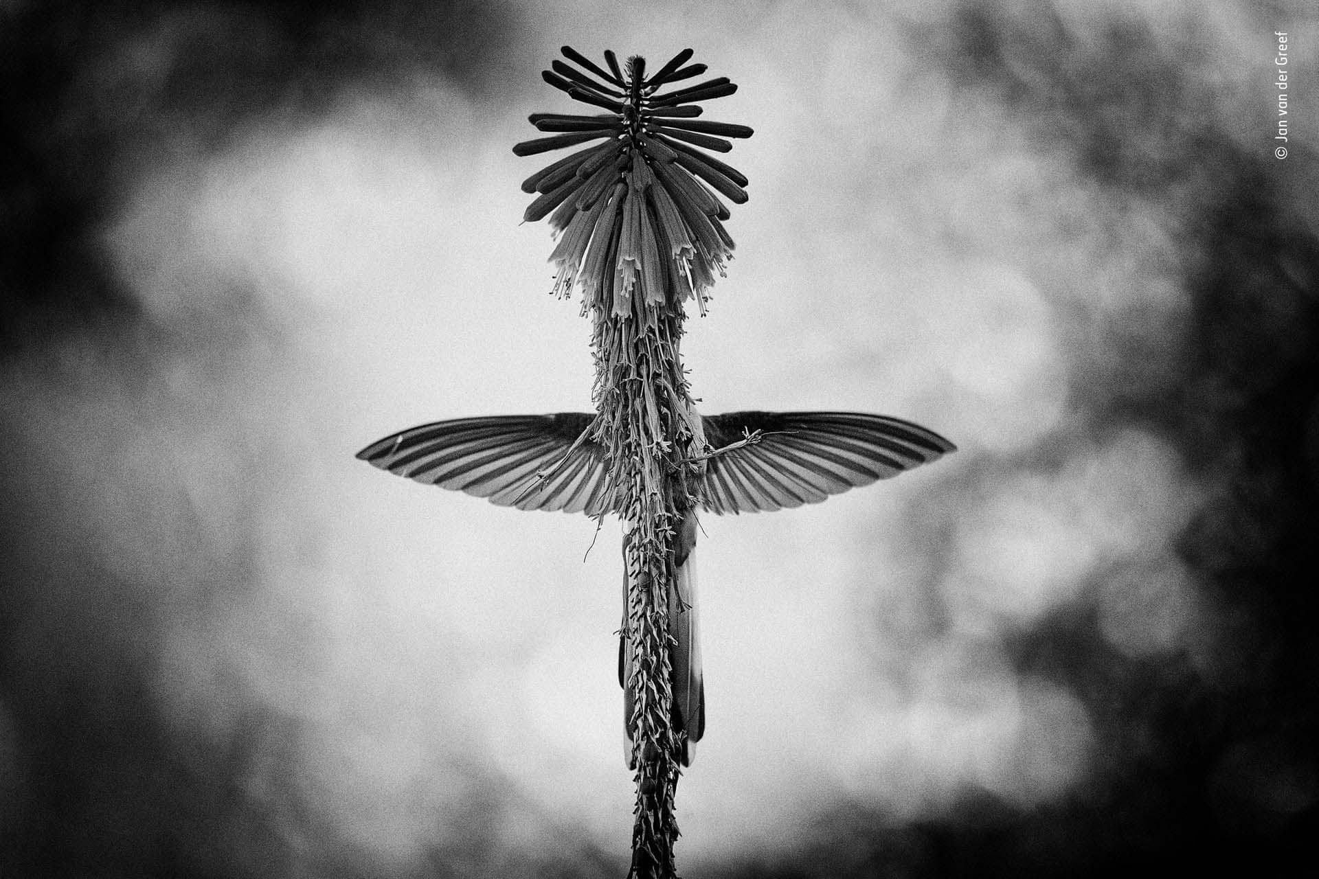 ‘La visión’: Desde el jardín de su hotel, Jan van der Greef notó que cuando los colibríes giraban alrededor de las espigas de esta planta y cerraban sus colas por un momento, aparecia una hermosa cruz. Desde la posición baja de su silla de ruedas, tardó dos días y medio en obtener la toma perfecta, “sus movimientos rápidos simbolizan la libertad de nuestra imaginación”, dijo