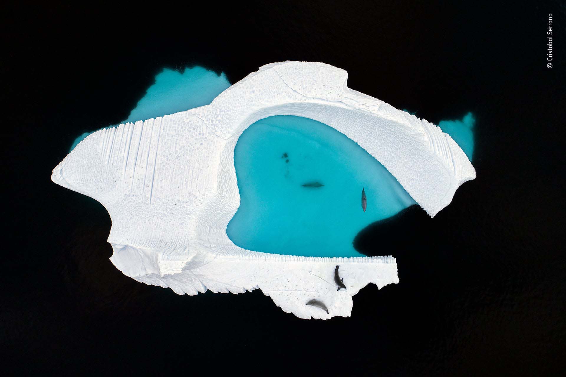 ‘La piscina helada’: fotografía de Cristobal Serrano captó el canal Errera en la costa oeste de la Península Antártica, cuando la corriente constante lleva icebergs de todas las formas y tamaños
