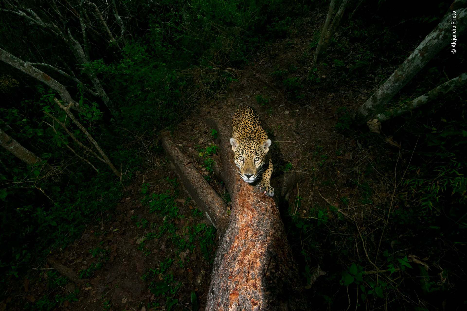 ‘El árbol de las firmas’: En la jungla montañosa de la Sierra de Vallejo, México, un jaguar afila sus garras al rascar un árbol, dejando un olor acre. Estas marcas son una clara advertencia para los demás. El fotógrafo es Alejandro Prieto