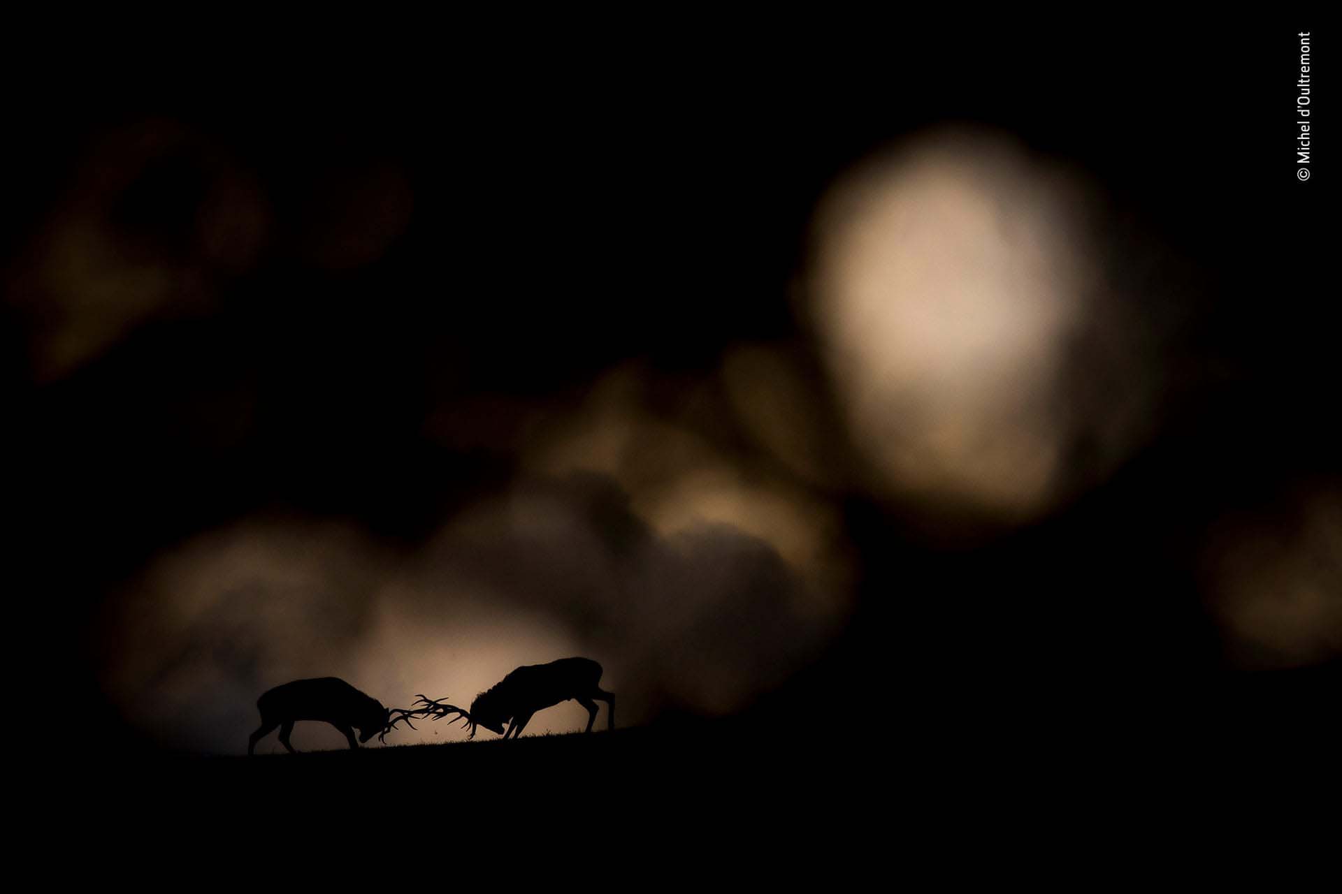 ‘Duelo nocturno’: Michel d’Oultremont captó el momento en que las nubes de tormenta se acumularon sobre el bosque, mientras el rugido de dos ciervos que luchaban resonó entre los árboles. Escondido detrás de un árbol bajo una red de camuflaje, tuvo tiempo de capturar unas pocas imágenes antes de que los ciervos se separaran