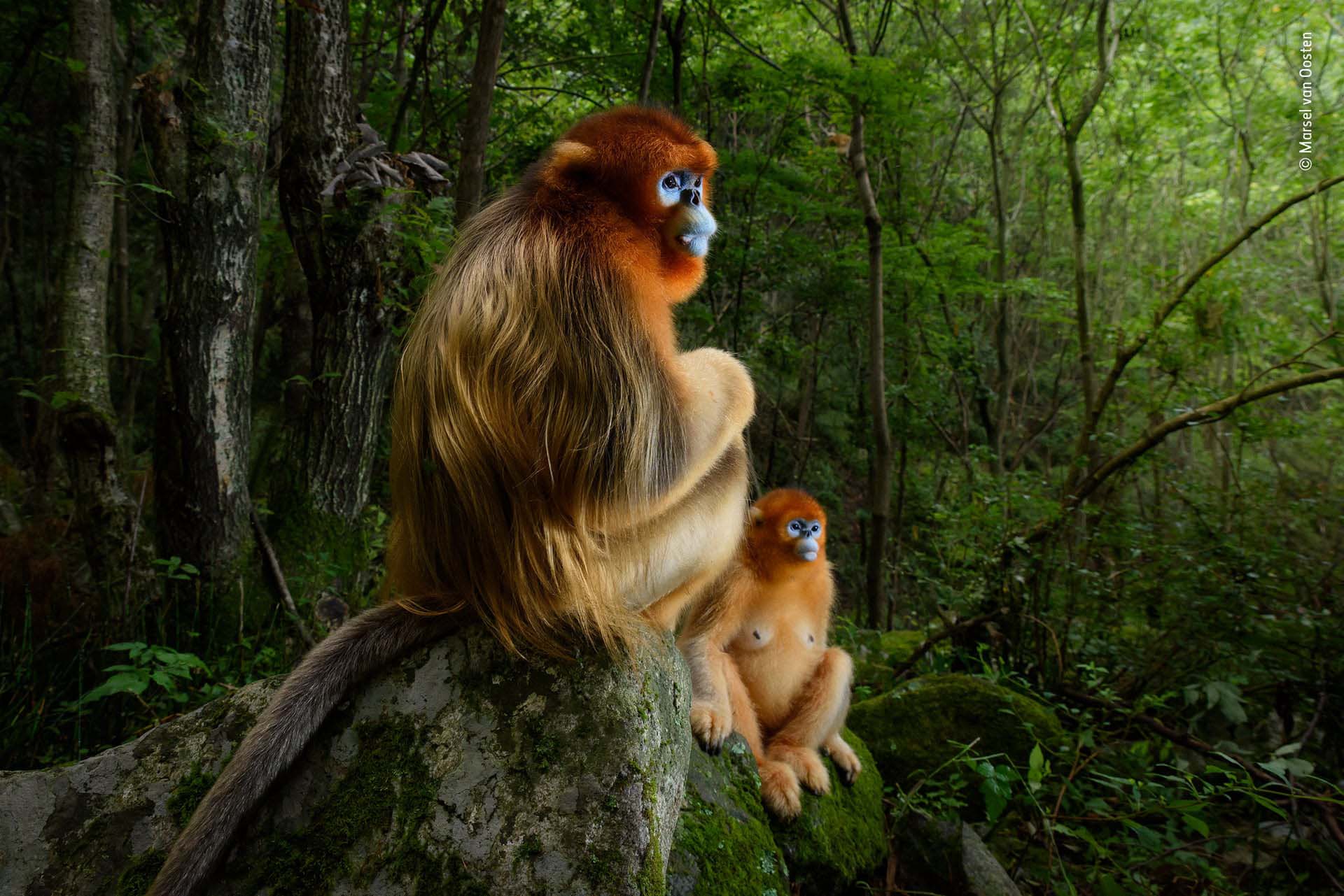 ‘La pareja de oro’: Fotografía ganadora en la categoría Animal Portraits y galardonada con el primer premio absoluto de la competición. Un par de langures chatos dorados de la subespecie endémica de las montañas Qinling- en riesgo de extinción- descansa entre árboles