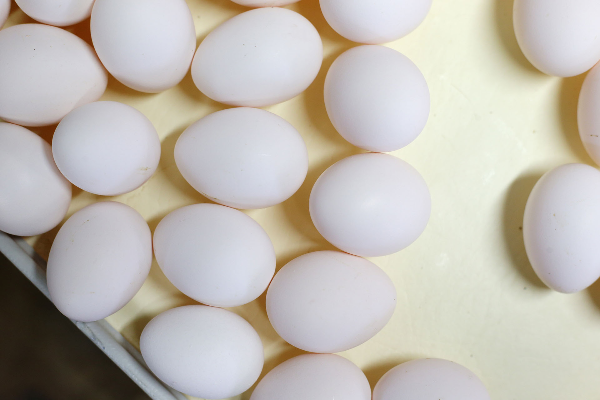 Dos huevos al día triplican el riesgo de enfermedad cardiovascular. (Shannon VanRaes/Bloomberg)