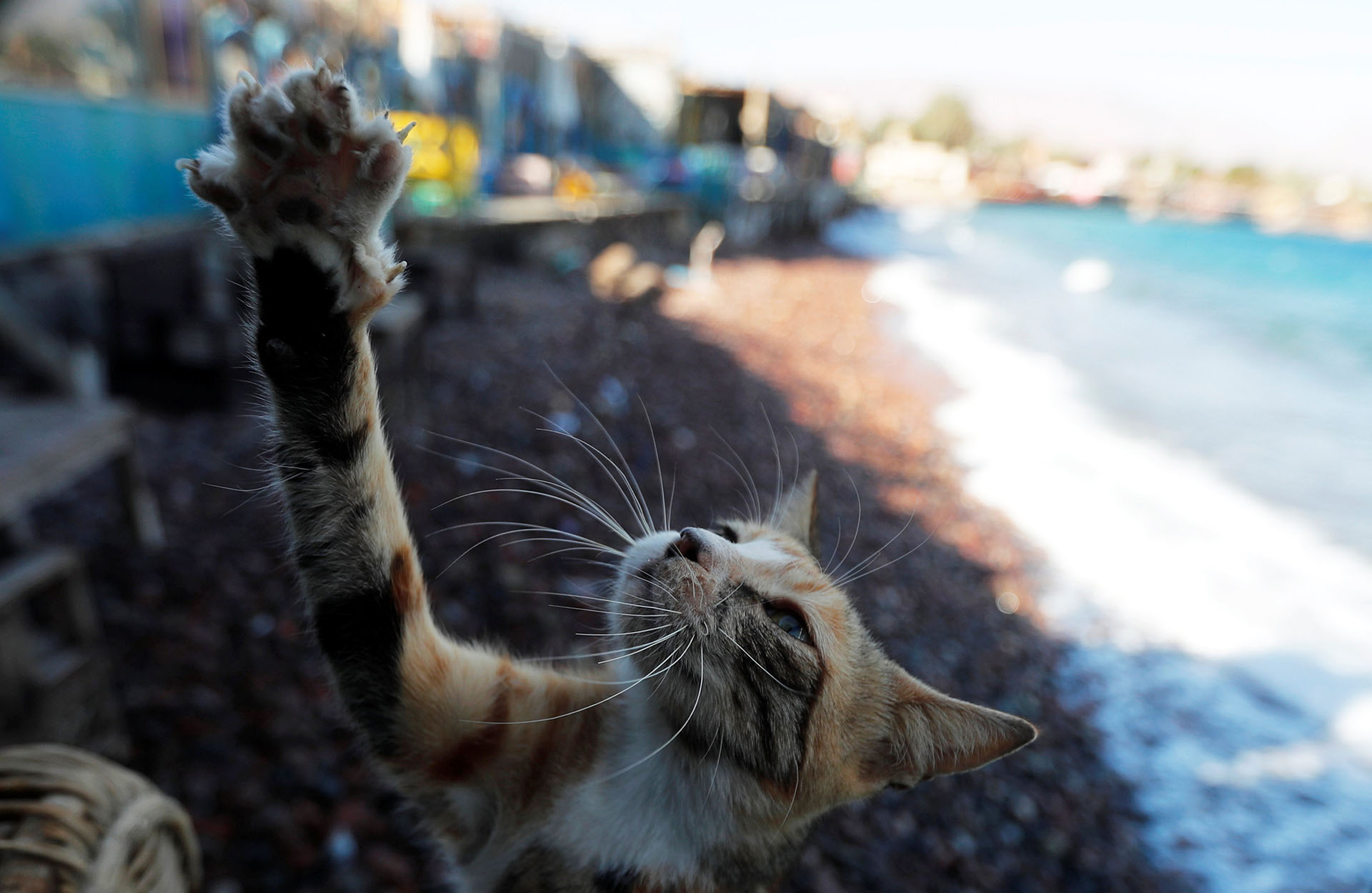 Un gato juega frente al Café “Everyday” en la costa sureste de la Península del Sinaí en Egipto, el 13 de diciembre de 2018