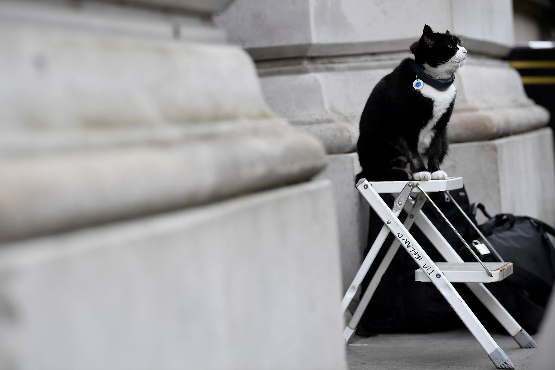 Palmerston, el gato de la Oficina de Asuntos Exteriores, se sienta en la escalera del fotógrafo a las afueras de Downing Street en Londres, Gran Bretaña, el 12 de febrero de 2019