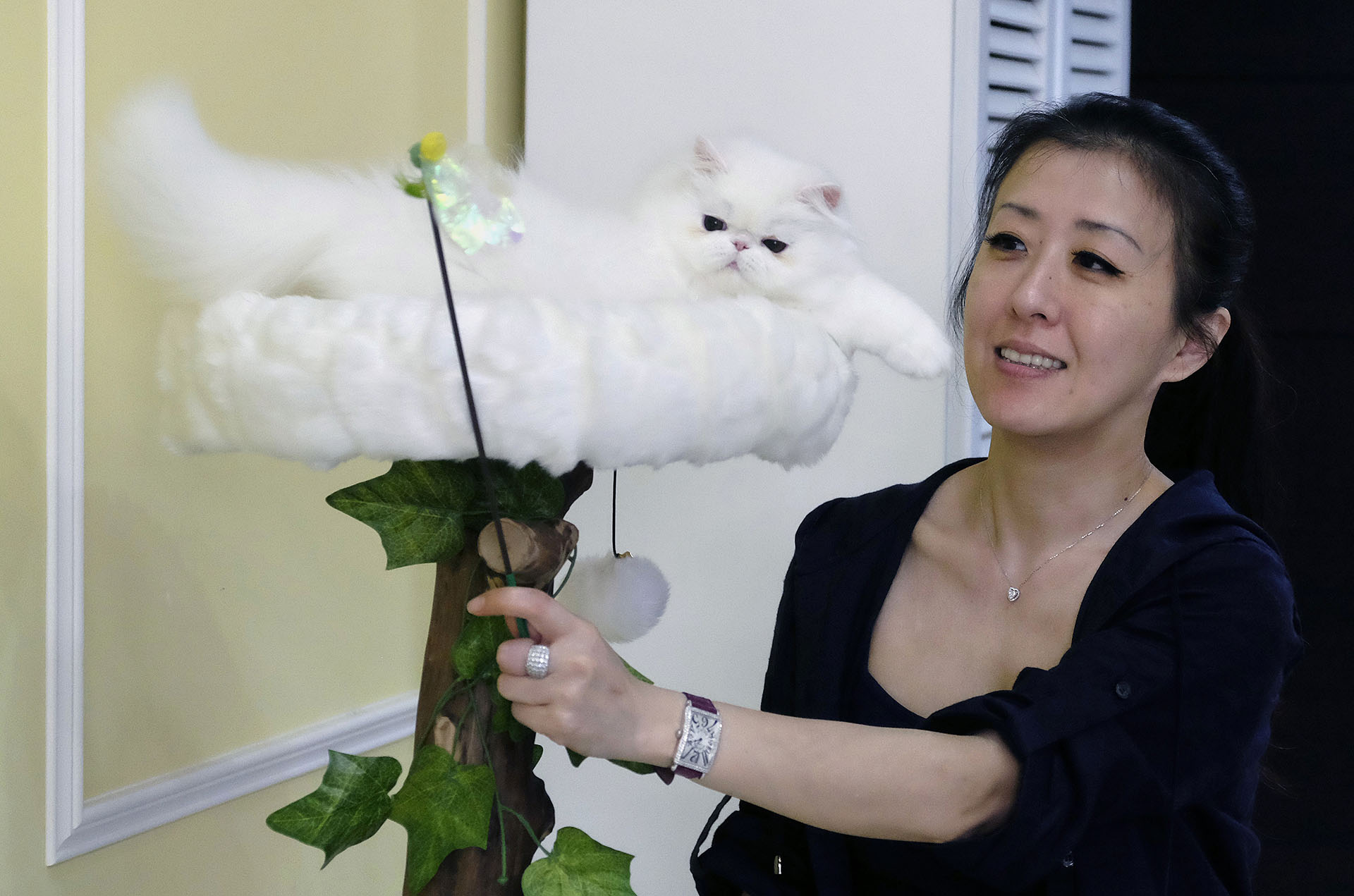 El criador de gatos taiwaneses Chang Chin-yi juega con uno de los muchos gatos persas que posee en la ciudad de Nueva Taipei el 19 de febrero de 2019.