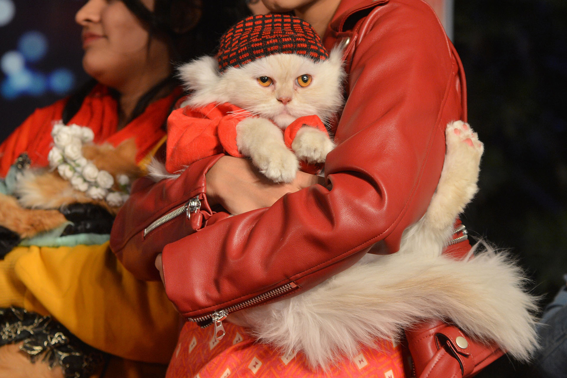 Un participante sostiene un gato durante una exhibición de mascotas en Karachi el 16 de febrero de 2019.